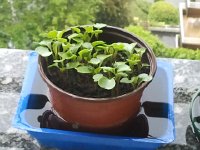 Daily Themes - No Captions